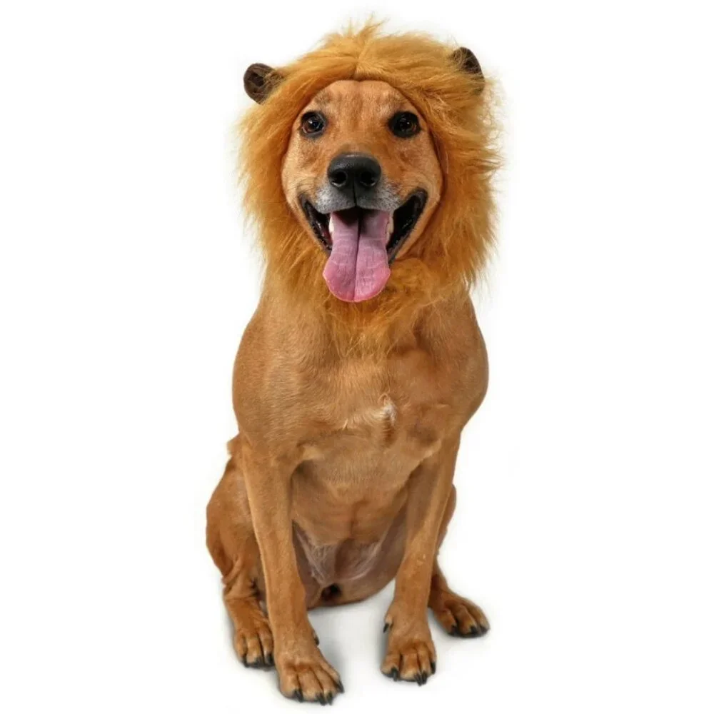 Petsmart new lion